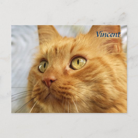 Orange Maine Coon Cat Post Card Postkarte (Vorderseite)