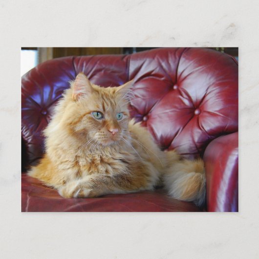 Orange Maine Coon Cat Postcard Postkarte (Vorderseite)