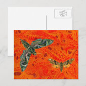 Orange Marbled Moth Postcard Postkarte (Vorne/Hinten)