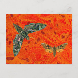 Orange Marbled Moth Postcard Postkarte