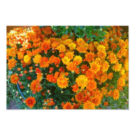 Orange Margarita Daisy Blume Foto Print (Vorne)
