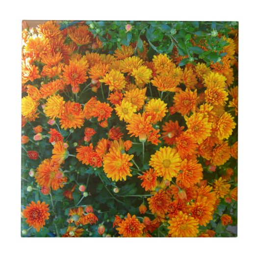Orange Margarita Daisy Tile Fliese (Vorderseite)