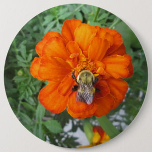Orange Marigold Bee Blume Button