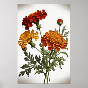 Orange Marigold Blume Art Print Poster