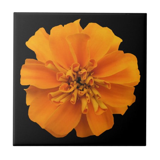 Orange Marigold Blume auf Schwarz Fliese (Vorderseite)