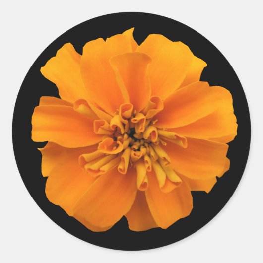 Orange Marigold Blume auf Schwarz Runder Aufkleber (Vorderseite)
