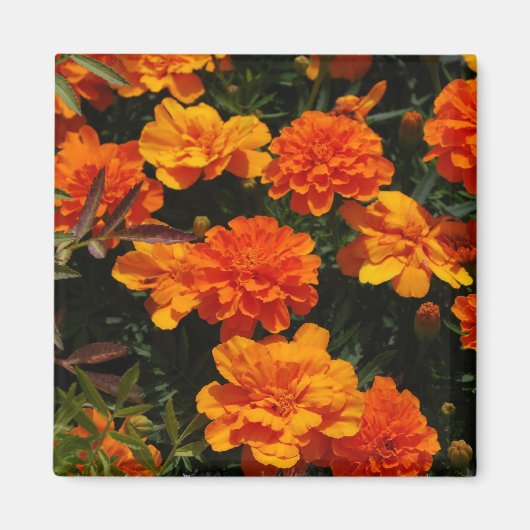 Orange Marigold Blume Magnet (Vorne)