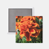 Orange Marigold Blume Magnet (Vorderseite/Rückseite)