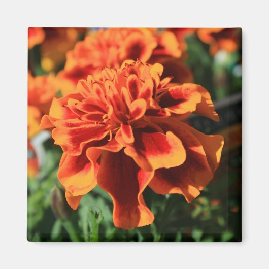 Orange Marigold Blume Magnet (Vorne)