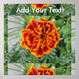 Orange Marigold Blume Poster