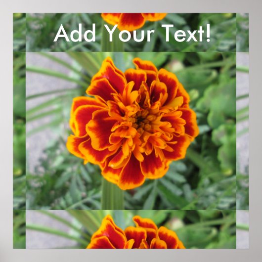 Orange Marigold Blume Poster (Vorne)