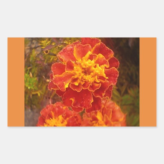 Orange Marigold Fall Morning Dew Sticker (Vorderseite)