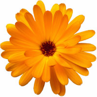 Orange Marigold