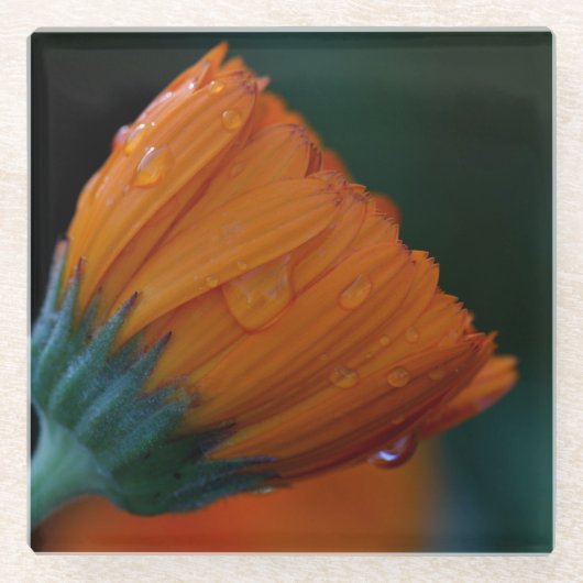 Orange Marigold Glasuntersetzer (Vorderseite)