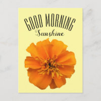 Orange Marigold Good Morning Sunshine