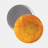 Orange Marigold Macro Magnet (Vorderseite/Rückseite)