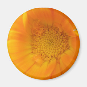 Orange Marigold Macro Magnet