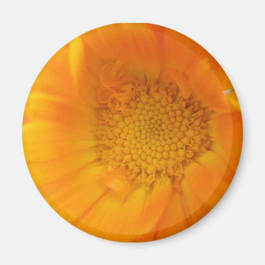 Orange Marigold Macro Magnet (Vorne)