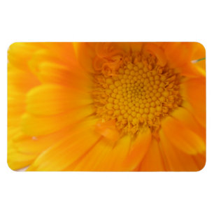 Orange Marigold Macro Premium Magnet