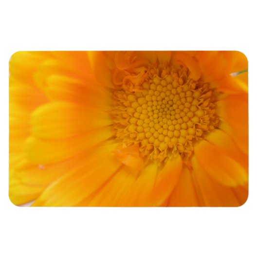Orange Marigold Macro Premium Magnet (Horizontal)