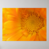 Orange Marigold Macro Print Poster (Vorne)