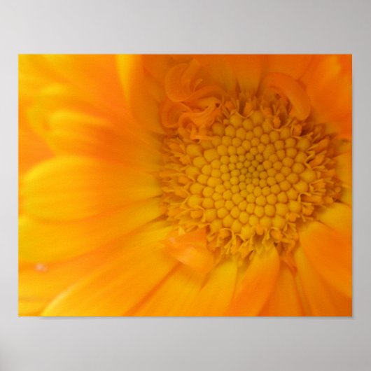 Orange Marigold Macro Print Poster (Vorne)