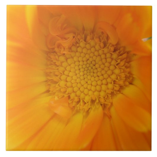 Orange Marigold Macro Tile Fliese (Vorderseite)