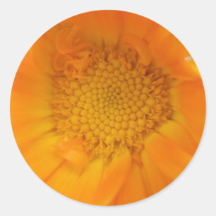 Orange Marigold Makro Stickers
