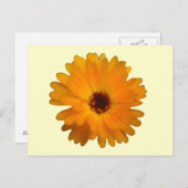 Orange Marigold Postcard Postkarte (Vorne/Hinten)