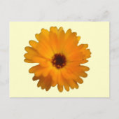 Orange Marigold Postcard Postkarte (Vorderseite)