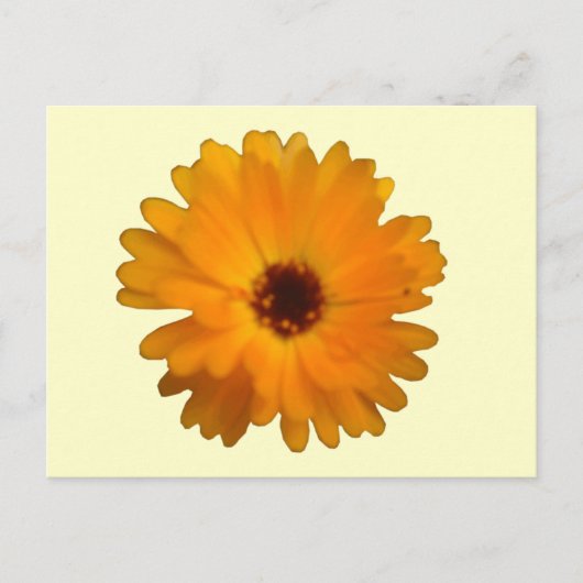 Orange Marigold Postcard Postkarte (Vorderseite)