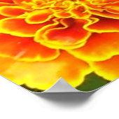 Orange Marigold Poster Print (Ecke)