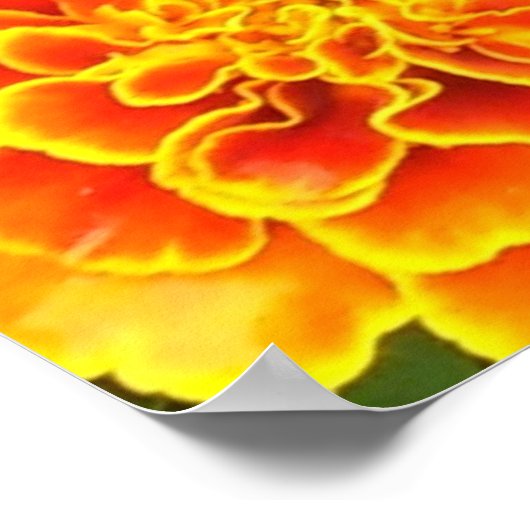Orange Marigold Poster Print (Ecke)