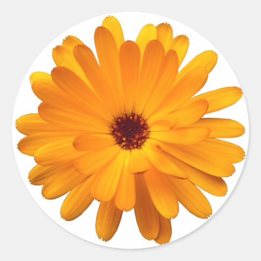 Orange Marigold Runder Aufkleber (Vorderseite)