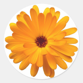 Orange Marigold Runder Aufkleber