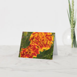 Orange Marigolds Striking Garden Foto Dankeskarte