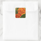 Orange Marigolds Striking Garden Foto Quadratischer Aufkleber (Tasche)