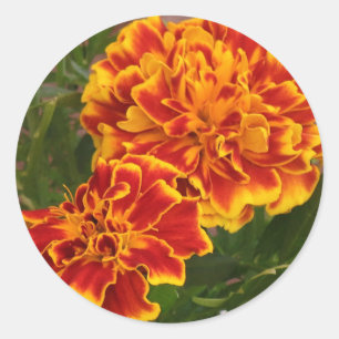 Orange Marigolds Striking Garden Foto Runder Aufkleber