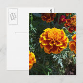 Orange Marigolds Vertikal Postkarte (Vorne/Hinten)