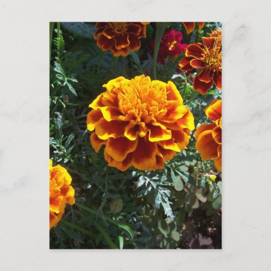 Orange Marigolds Vertikal Postkarte (Vorderseite)