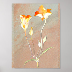 Orange Mariposa Tulip Poster