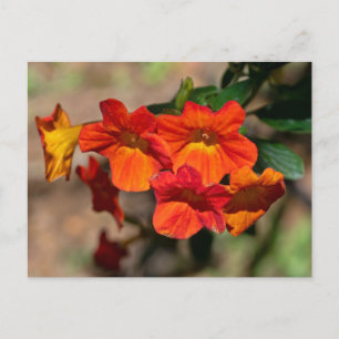 Orange Marmalade Bush Postcard Postkarte