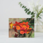 Orange Marmalade Bush Postcard Postkarte (Stehend Vorderseite)