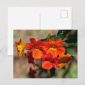 Orange Marmalade Bush Postcard Postkarte (Vorne/Hinten)