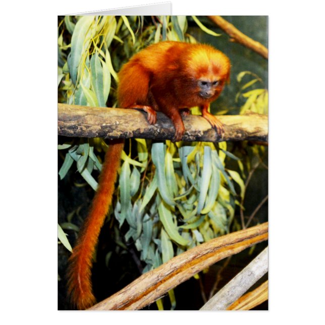 Orange_Marmoset,_Greeting_Card. (Vorne)