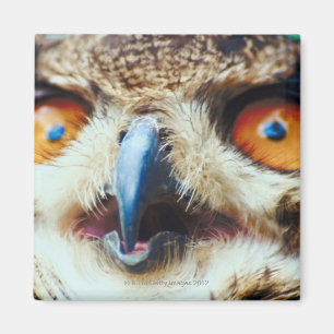 Orange mit Augen Eule Magnet