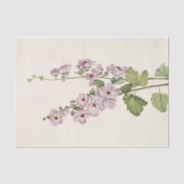 Orange-Mit Augen Globemallow von Mary Vaux Walcott Seidenpapier