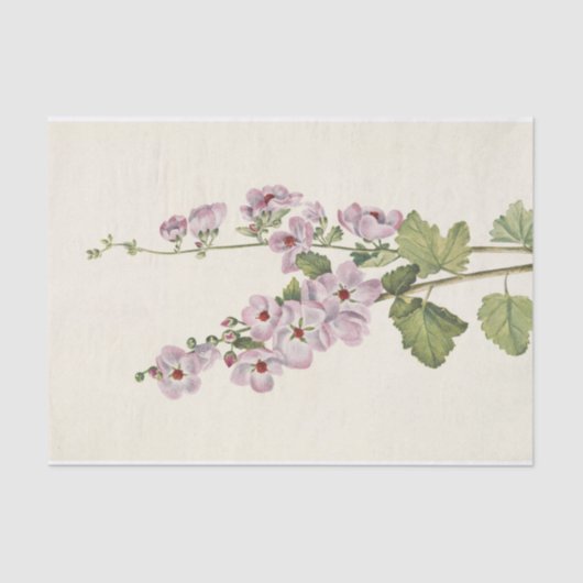 Orange-Mit Augen Globemallow von Mary Vaux Walcott Seidenpapier (Vorderseite)