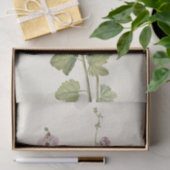 Orange-Mit Augen Globemallow von Mary Vaux Walcott Seidenpapier (Geschenk)