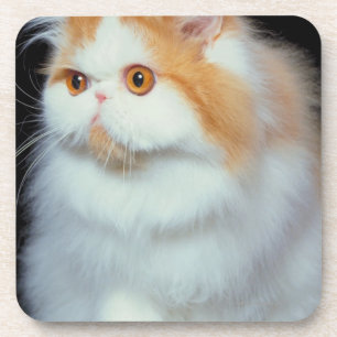 Orange mit Augen und niedliche Katze Getränkeuntersetzer
